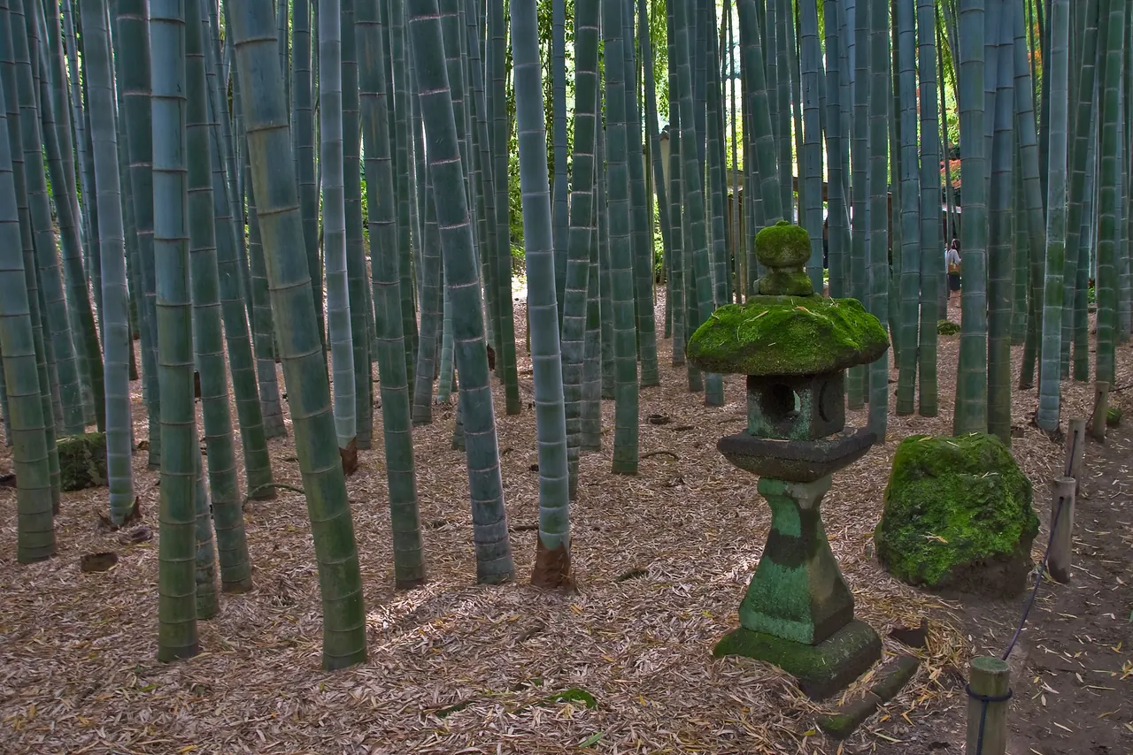 竹林に立つ、苔むした石灯籠